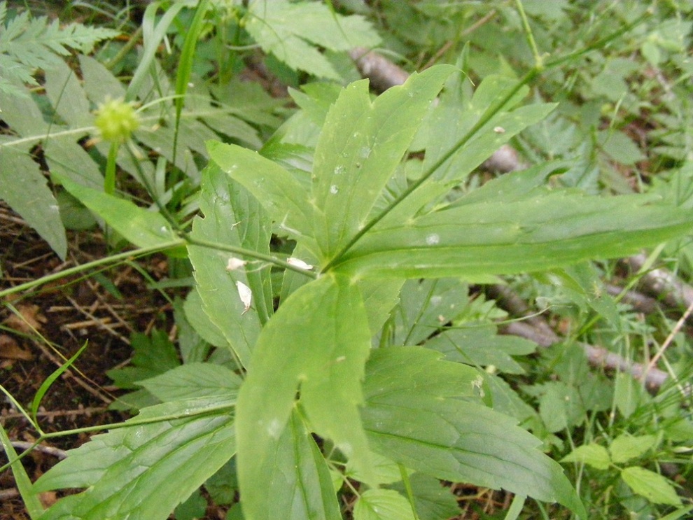 Ranunculus platanifolius / Ranuncolo a foglie di platano